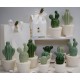 Pianta Cactus 2 modelli 3 colori assortiti confezionata