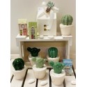 Cactus di porcellana 2 modelli in 3 colori confezionato